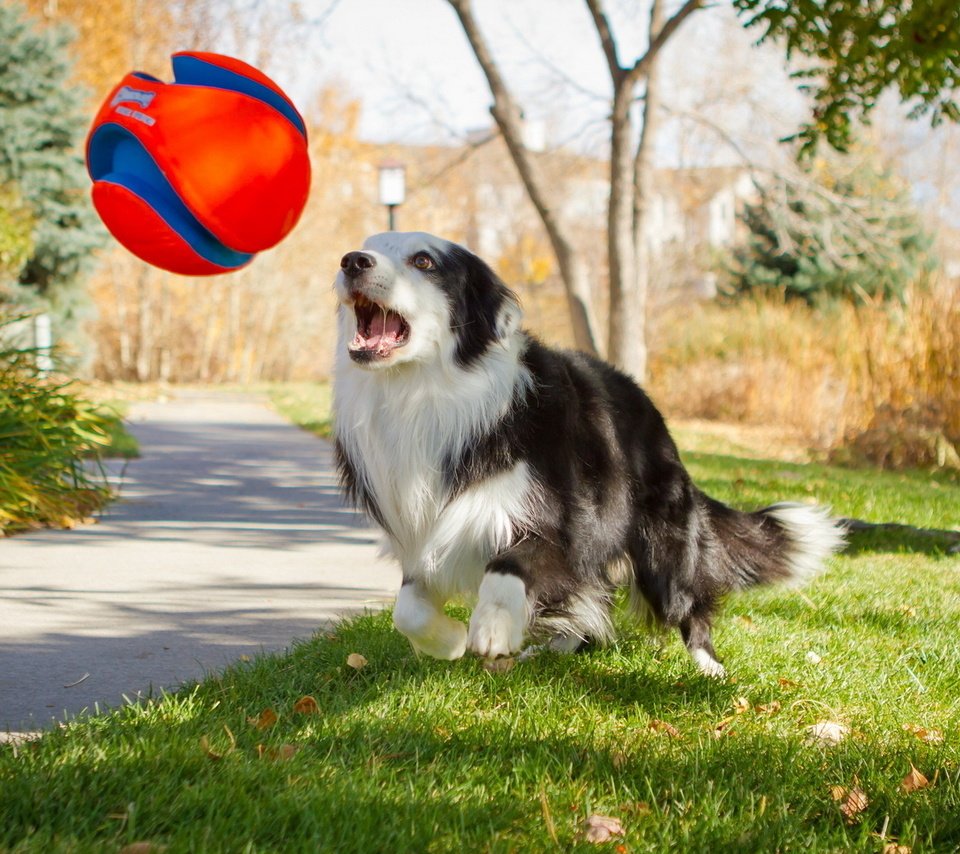 Обои дорога, трава, дерево, собака, игра, мяч, лужайка, road, grass, tree, dog, the game, the ball, lawn разрешение 1920x1200 Загрузить