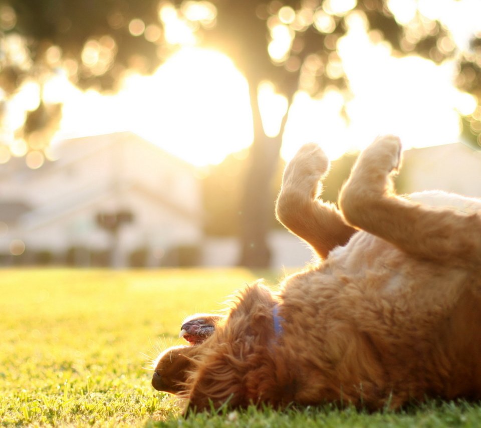 Обои свет, трава, лето, собака, золотистый ретривер, light, grass, summer, dog, golden retriever разрешение 2560x1600 Загрузить