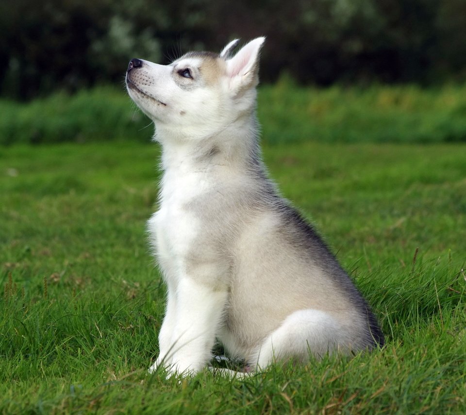 Обои трава, поле, собака, щенок, сидит, хаски, grass, field, dog, puppy, sitting, husky разрешение 2560x1600 Загрузить