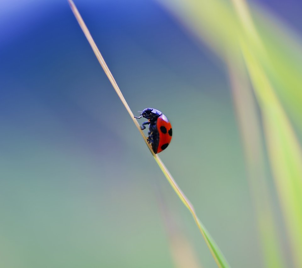 Обои природа, макро, фон, насекомые, божья коровка, травинка, nature, macro, background, insects, ladybug, a blade of grass разрешение 2560x1600 Загрузить