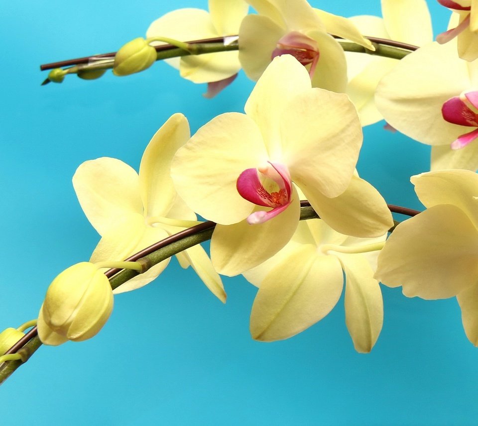 Обои цветы, макро, желтые, экзотика, орхидеи, ветка. орхидеи, flowers, macro, yellow, exotic, orchids, branch. orchids разрешение 2048x1365 Загрузить