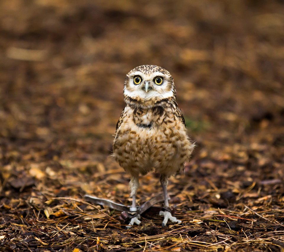 Обои сова, природа, птица, детеныш на привязи, большие глаза, owl, nature, bird, cub on a leash, big eyes разрешение 2048x1365 Загрузить