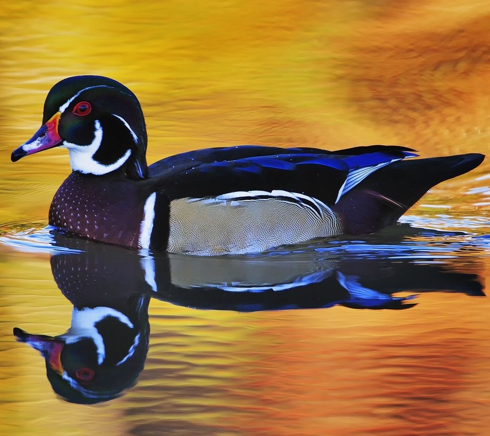 Обои вода, отражение, птица, утка, плывет, селезень, water, reflection, bird, duck, floats, drake разрешение 1920x1080 Загрузить