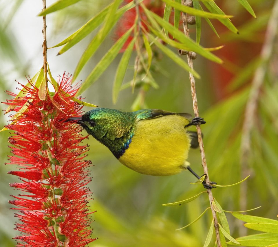 Обои ветка, природа, цветок, африка, птица, оперение, нектарница, branch, nature, flower, africa, bird, tail, the sunbird разрешение 1920x1080 Загрузить