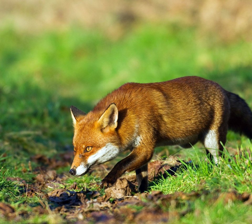 Обои трава, рыжая, лиса, лисица, охота, grass, red, fox, hunting разрешение 1920x1134 Загрузить