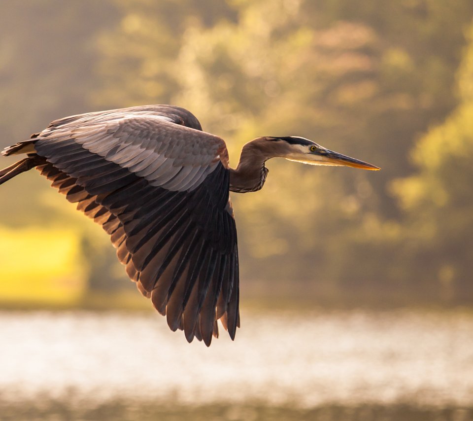 Обои небо, озеро, природа, полет, крылья, птица, цапля, the sky, lake, nature, flight, wings, bird, heron разрешение 3548x2060 Загрузить