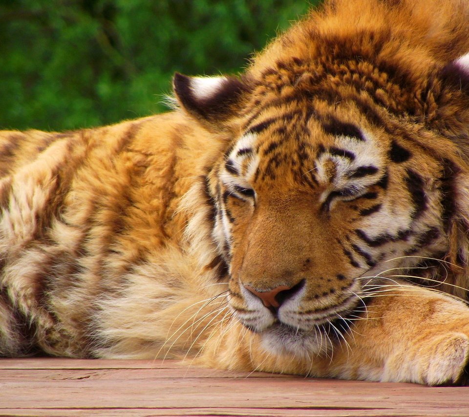 Обои тигр, морда, лапы, лежит, спит, хищник, tiger, face, paws, lies, sleeping, predator разрешение 1920x1200 Загрузить