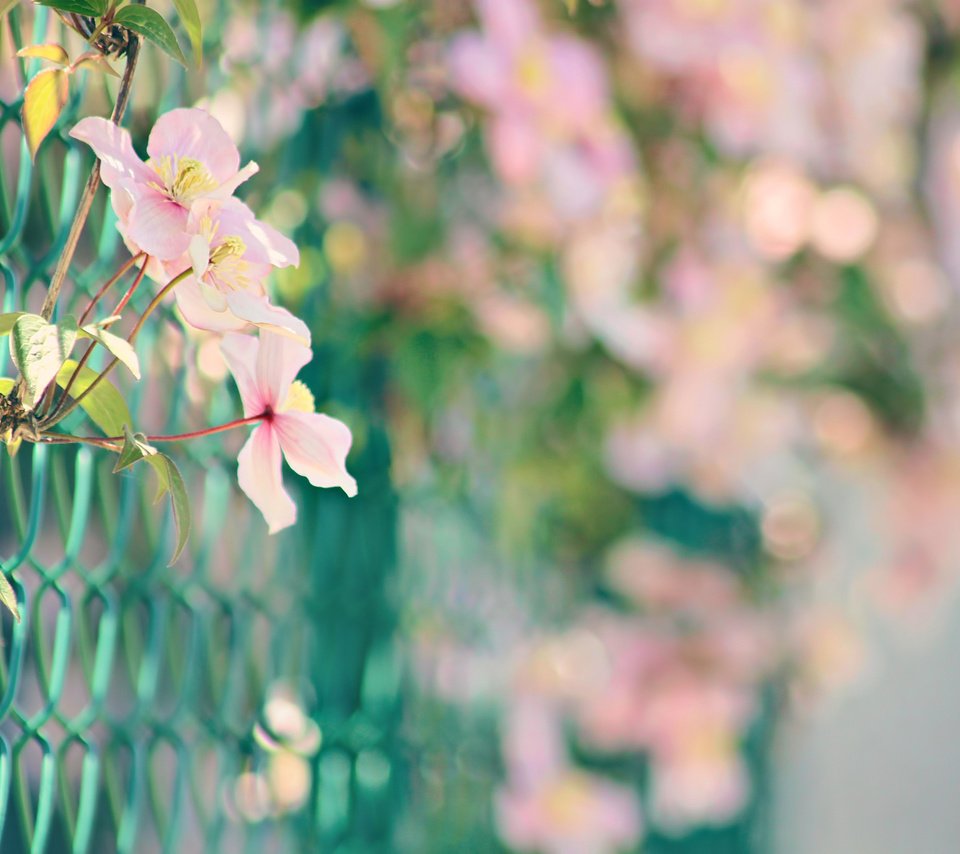Обои цветы, природа, забор, сетка, розовые, боке, нежные., flowers, nature, the fence, mesh, pink, bokeh, gentle. разрешение 1920x1280 Загрузить
