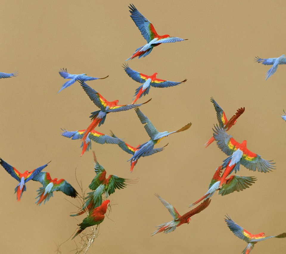 Обои полет, крылья, птицы, ара, попугаи, flight, wings, birds, ara, parrots разрешение 1920x1080 Загрузить