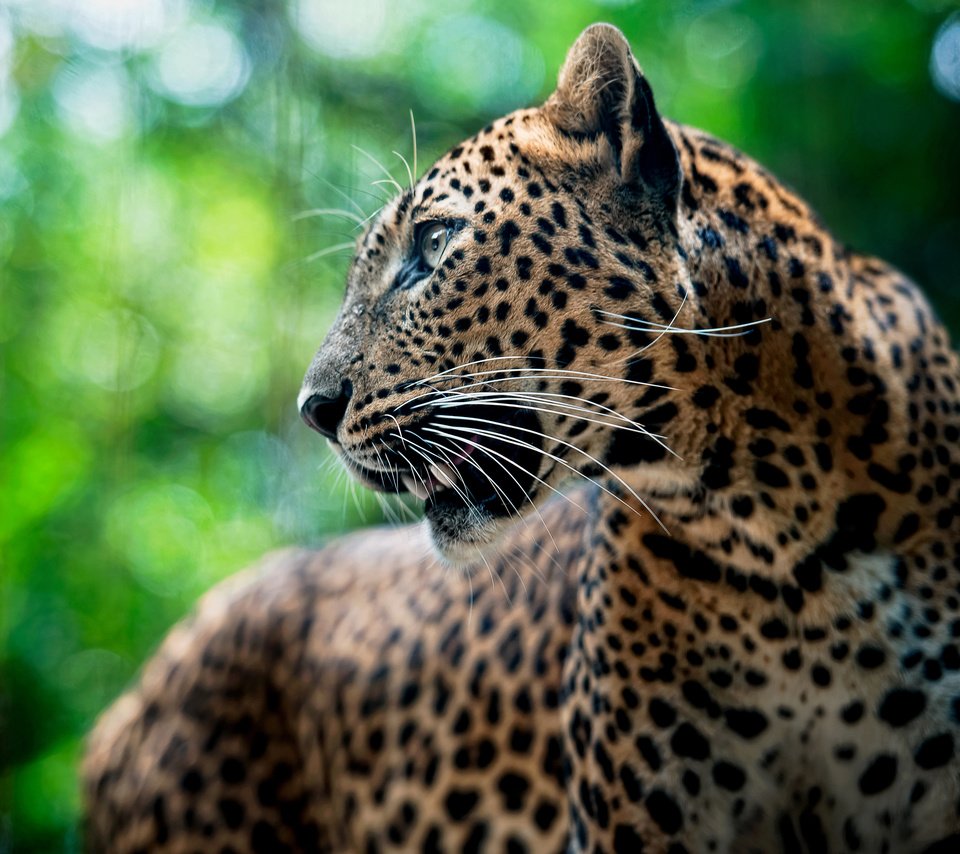 Обои морда, усы, леопард, хищник, face, mustache, leopard, predator разрешение 4000x2636 Загрузить