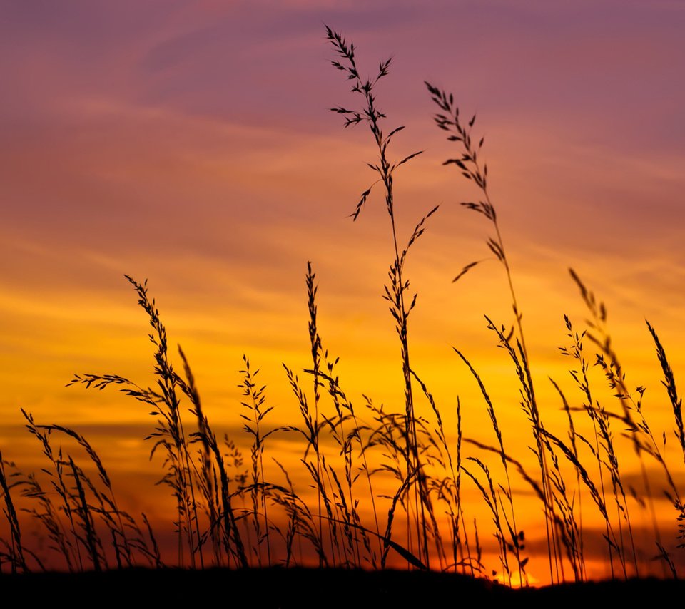 Обои небо, трава, природа, закат, макро, поле, колоски, the sky, grass, nature, sunset, macro, field, spikelets разрешение 2560x1600 Загрузить