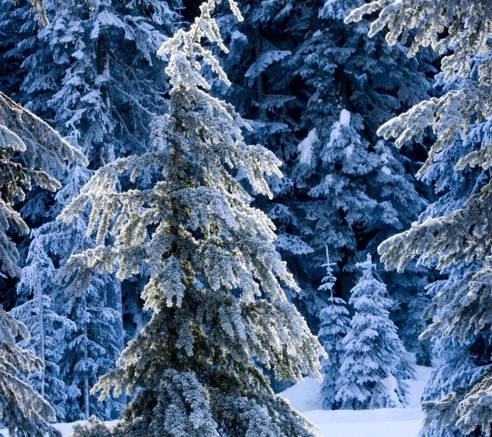 Обои снег, лес, зима, ель, елки, сугробы, зимний, сказочный, snow, forest, winter, spruce, tree, the snow, fabulous разрешение 2560x1600 Загрузить