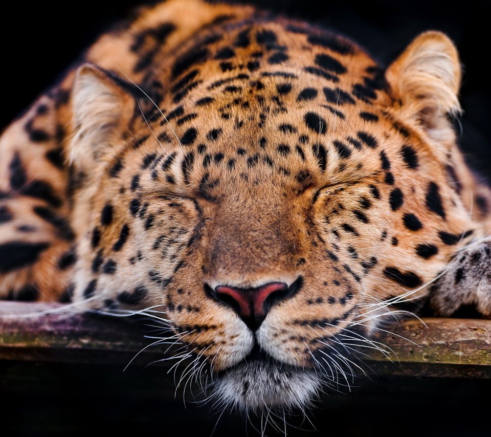 Обои морда, усы, спит, леопард, темный фон, лапа, face, mustache, sleeping, leopard, the dark background, paw разрешение 2560x1707 Загрузить