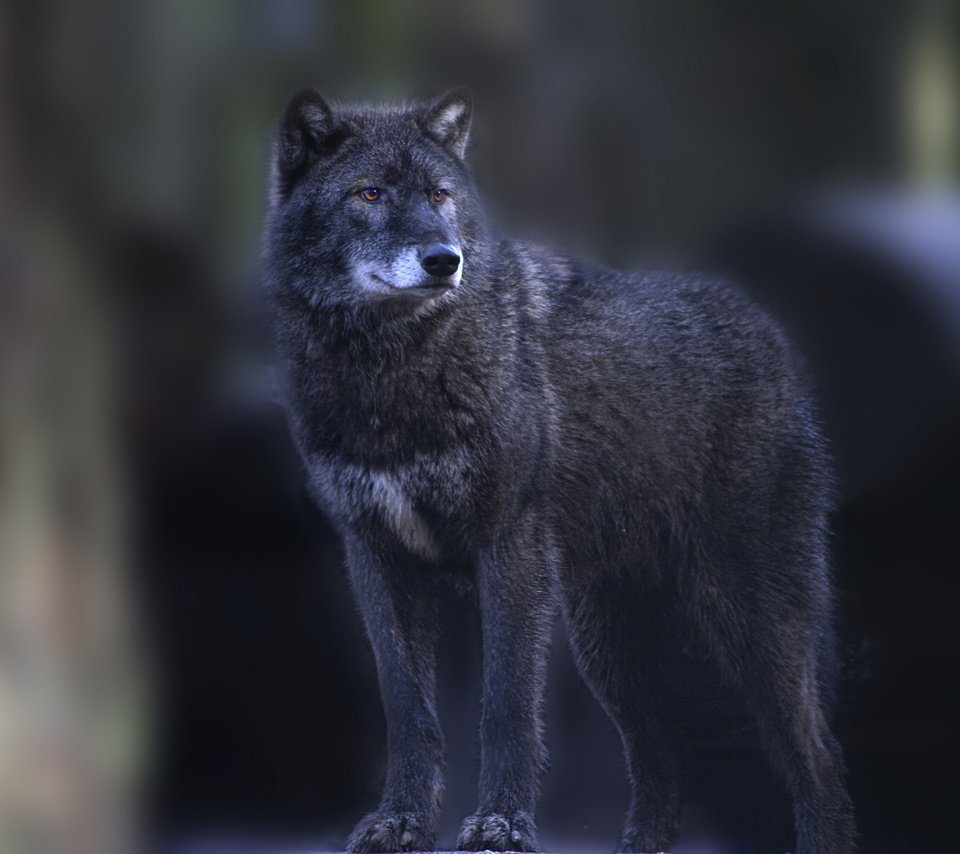 Обои взгляд, хищник, темный фон, волк, look, predator, the dark background, wolf разрешение 2048x1538 Загрузить