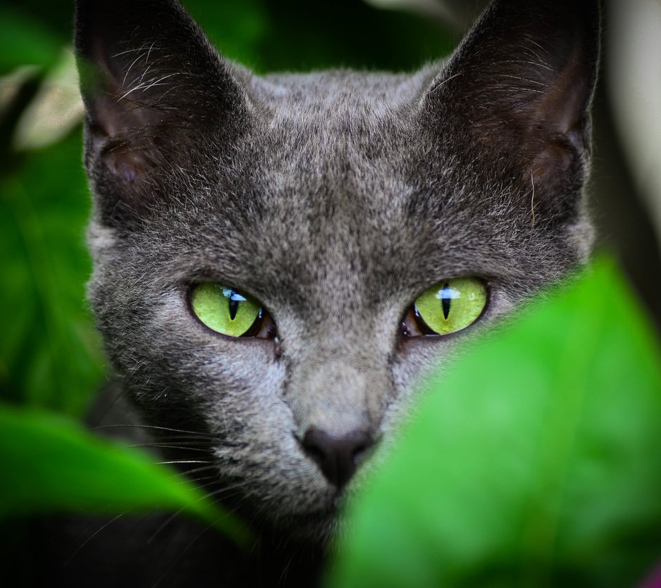 Обои глаза, уши, морда, листья, кот, шерсть, кошка, взгляд, серый, зеленые, green, eyes, ears, face, leaves, cat, wool, look, grey разрешение 4928x3264 Загрузить