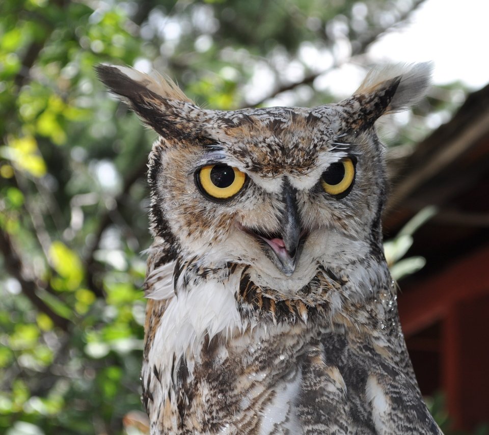 Обои глаза, сова, взгляд, птица, большая рогатая сова, eyes, owl, look, bird, great horned owl разрешение 4288x2848 Загрузить