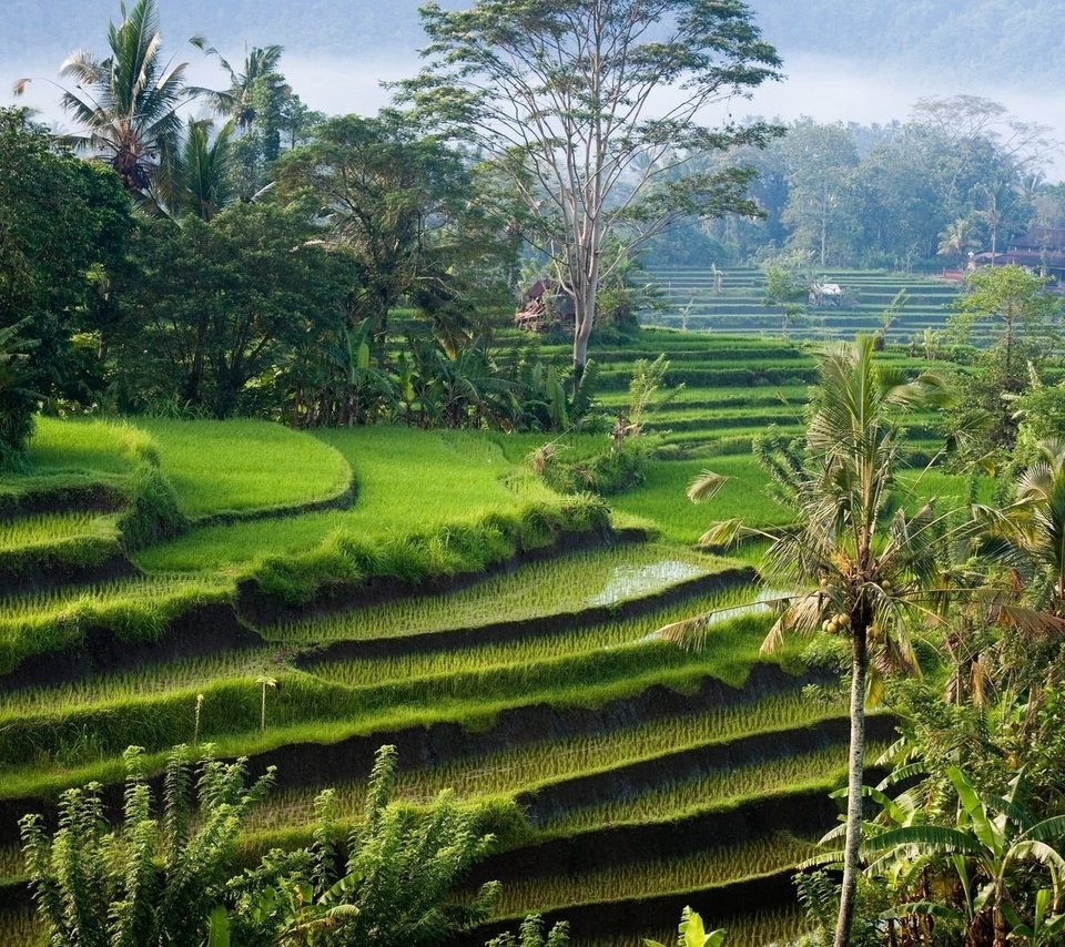 Обои остров, рисовые поля, индонезия, бали, island, rice fields, indonesia, bali разрешение 1920x1200 Загрузить