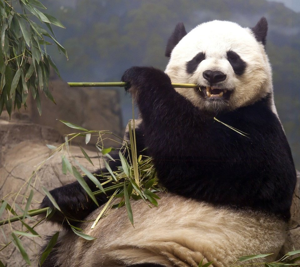 Обои панда, медведь, кушает, бамбуковый медведь, большая панда, panda, bear, eats, bamboo bear, the giant panda разрешение 2048x1334 Загрузить