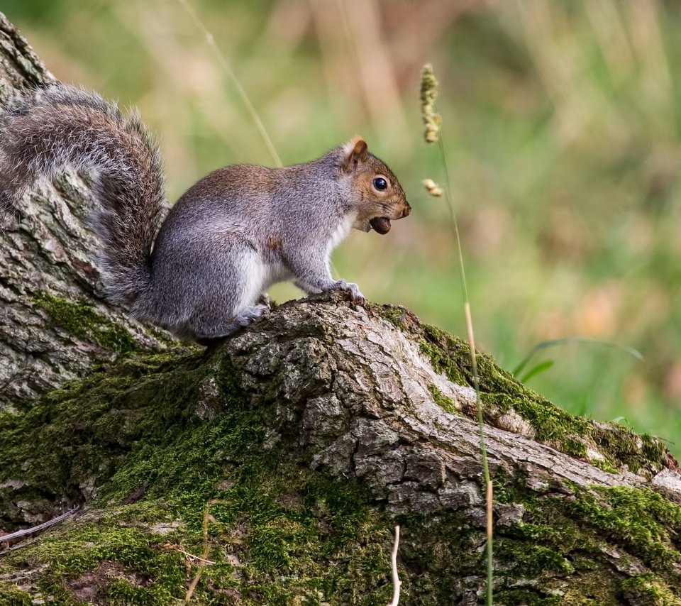 Обои дерево, животные, мох, белка, грызун, tree, animals, moss, protein, rodent разрешение 2048x1365 Загрузить