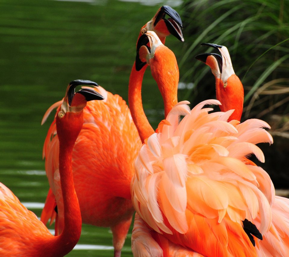 Обои вода, фламинго, птицы, оперение, клювы, water, flamingo, birds, tail, beaks разрешение 2560x1600 Загрузить