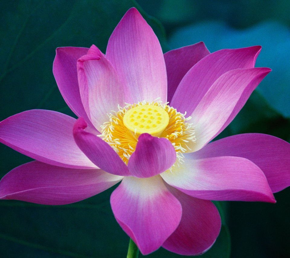 Обои макро, цветок, лотос, розовый, macro, flower, lotus, pink разрешение 3200x2000 Загрузить