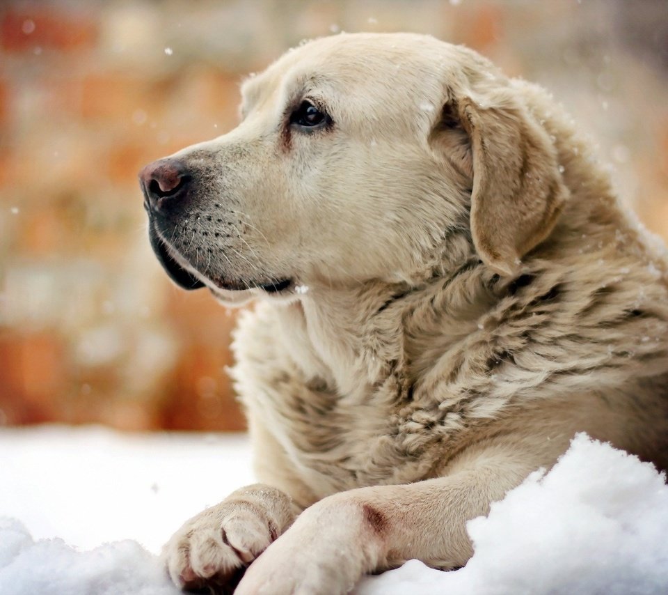 Обои снег, зима, собака, лабрадор, snow, winter, dog, labrador разрешение 1920x1200 Загрузить