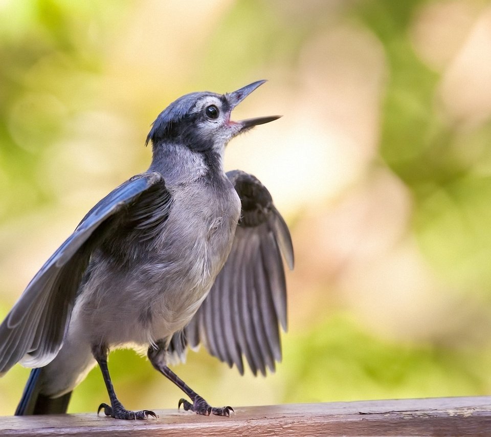 Обои птенец, фон, крылья, птица, голубая, поет, сойка, chick, background, wings, bird, blue, sings, jay разрешение 1920x1274 Загрузить