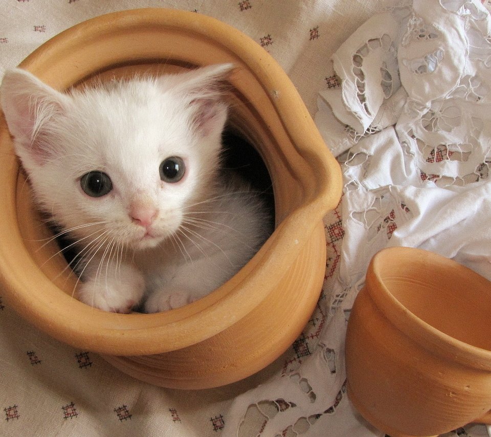 Обои кошка, котенок, белый, чашка, кувшин, скатерть, cat, kitty, white, cup, pitcher, tablecloth разрешение 1920x1200 Загрузить