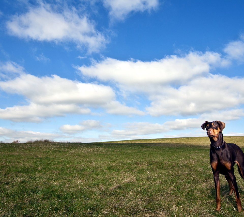 Обои облака, поле, собака, доберман, clouds, field, dog, doberman разрешение 2560x1600 Загрузить