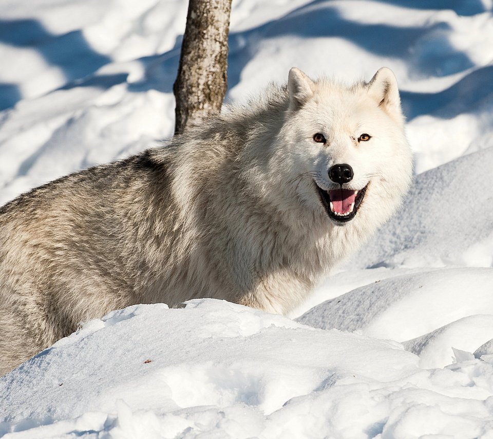 Обои снег, зима, взгляд, хищник, волк, snow, winter, look, predator, wolf разрешение 2560x1600 Загрузить