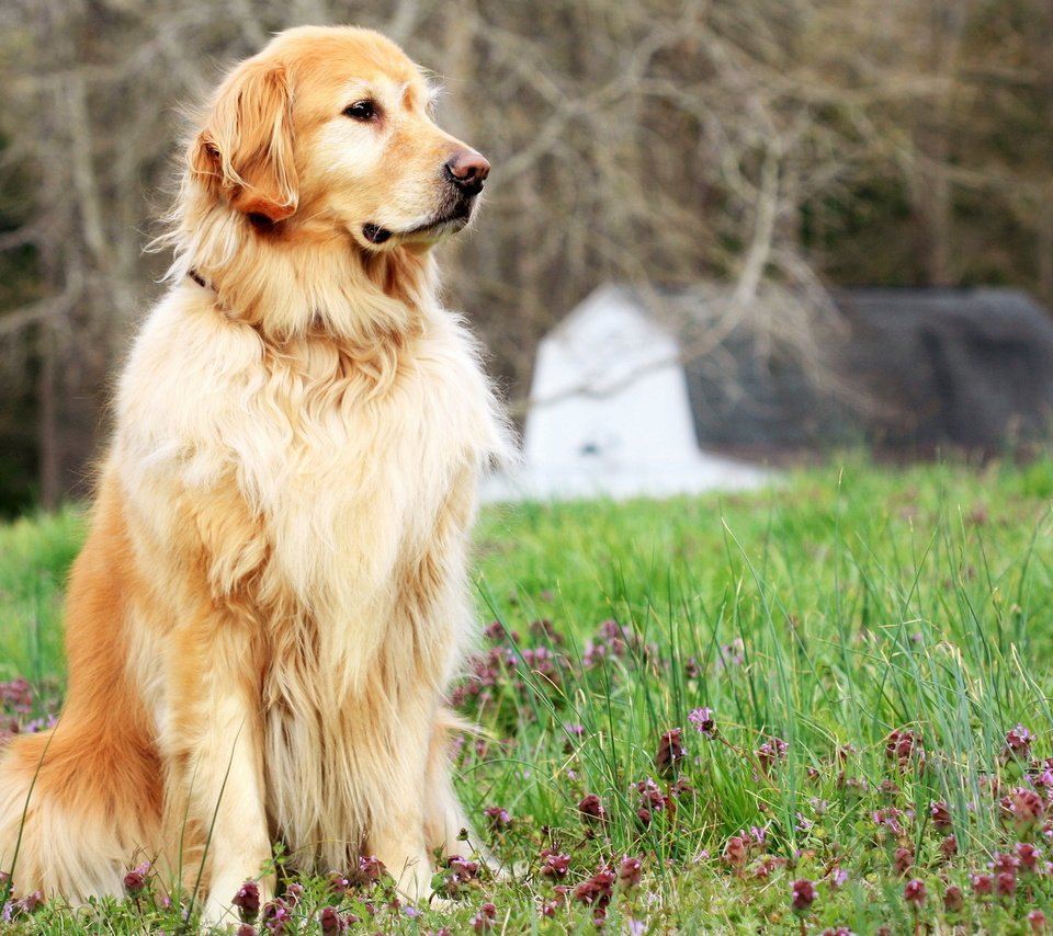 Обои цветы, трава, поле, собака, поляна, друг, золотистый ретривер, flowers, grass, field, dog, glade, each, golden retriever разрешение 1920x1200 Загрузить