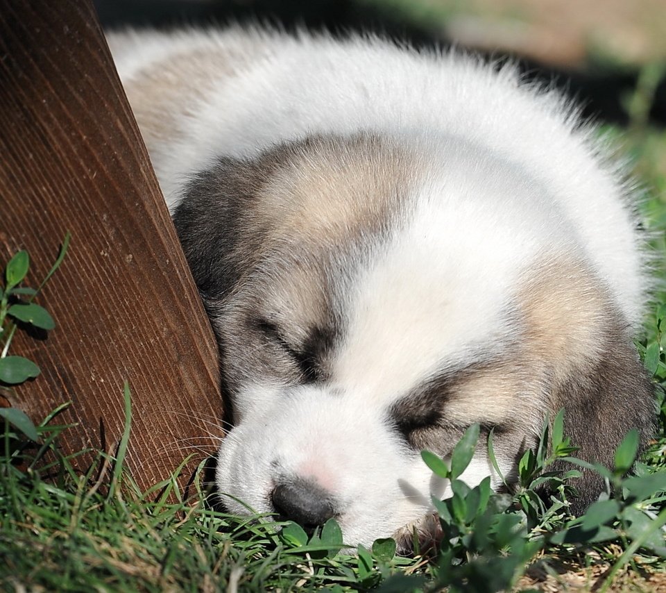 Обои морда, трава, сон, собака, щенок, милый, face, grass, sleep, dog, puppy, cute разрешение 1920x1280 Загрузить