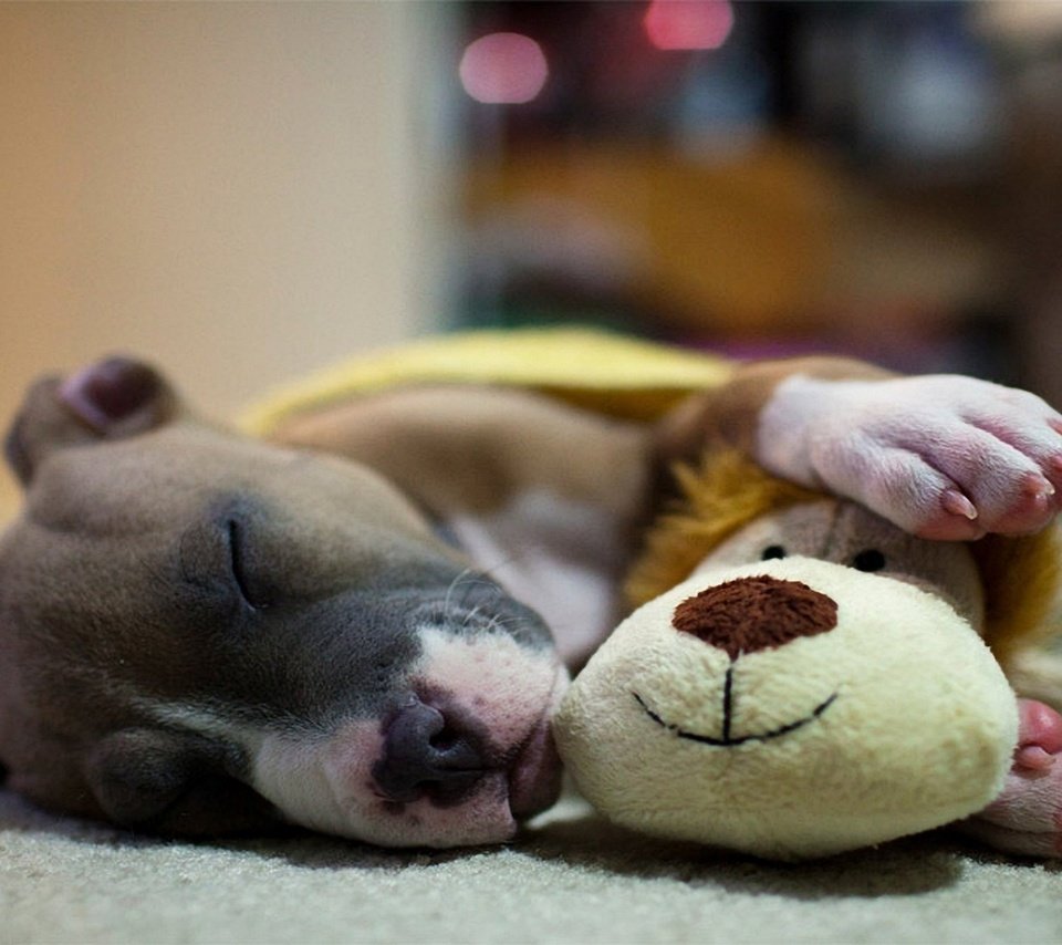 Обои сон, собака, игрушка, щенок, питбуль, sleep, dog, toy, puppy, pit bull разрешение 1920x1080 Загрузить