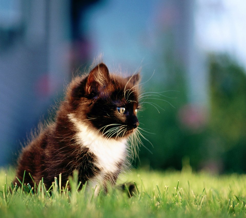 Обои трава, кошка, котенок, пушистый, чёрно-белый, grass, cat, kitty, fluffy, black and white разрешение 1920x1200 Загрузить