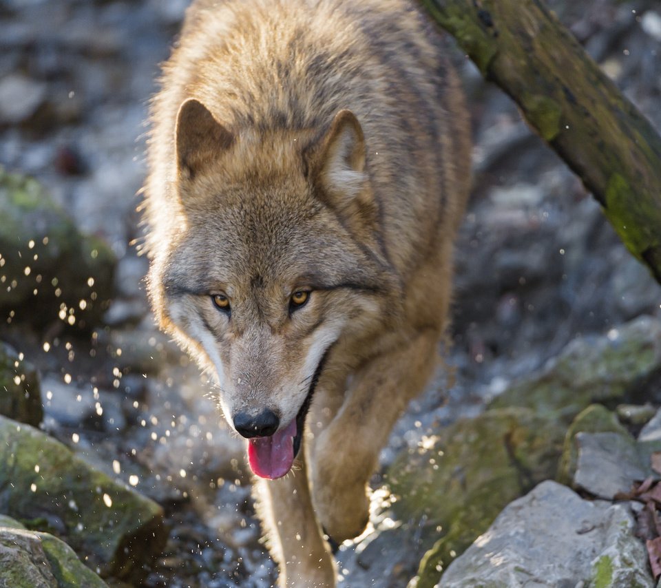 Обои морда, камни, брызги, хищник, язык, волк, face, stones, squirt, predator, language, wolf разрешение 2048x1638 Загрузить