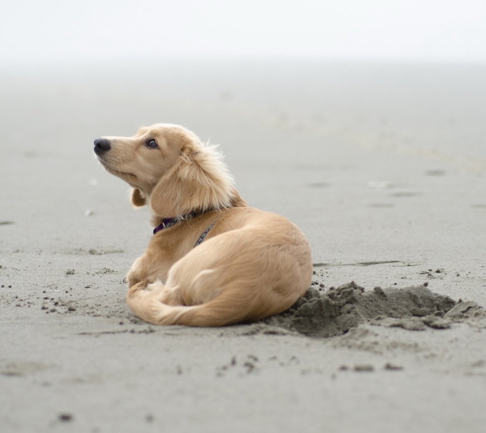 Обои песок, пляж, собака, щенок, такса, sand, beach, dog, puppy, dachshund разрешение 2560x1600 Загрузить