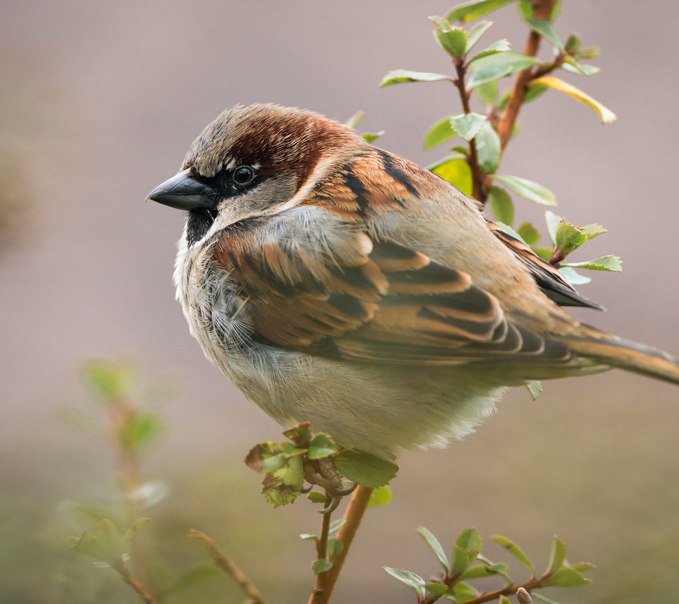 Обои ветка, листья, птица, воробей, branch, leaves, bird, sparrow разрешение 2048x1367 Загрузить