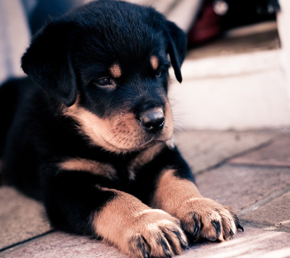 Обои морда, лапы, собака, щенок, ротвейлер, face, paws, dog, puppy, rottweiler разрешение 2560x1600 Загрузить