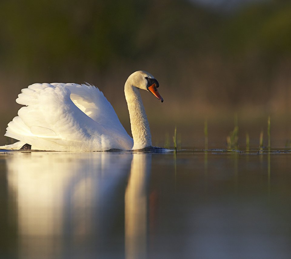 Обои озеро, отражение, белый, птица, пруд, лебедь, lake, reflection, white, bird, pond, swan разрешение 1920x1200 Загрузить