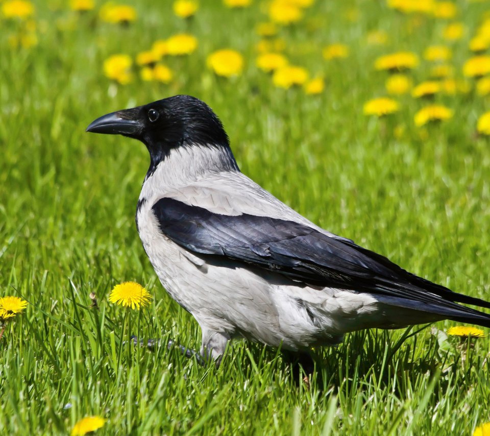 Обои трава, птицы, клюв, одуванчики, ворона, grass, birds, beak, dandelions, crow разрешение 1920x1200 Загрузить