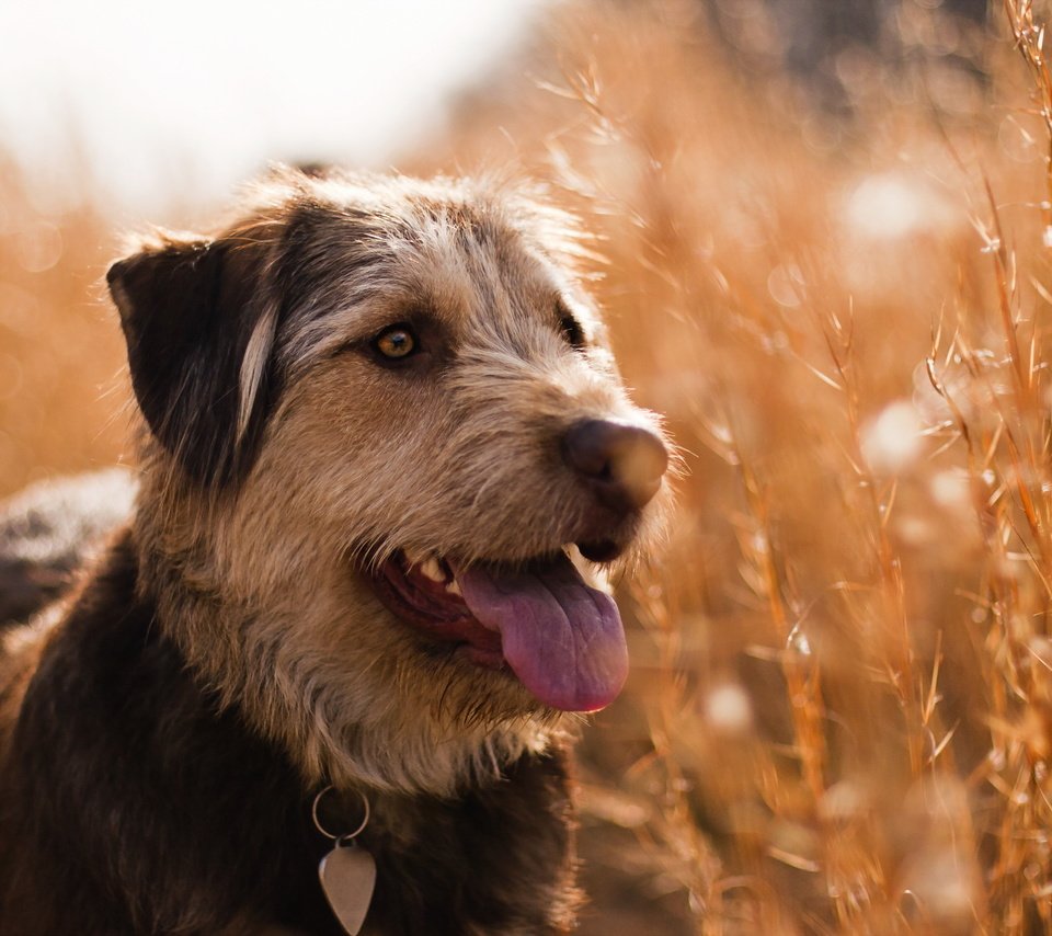 Обои трава, поле, лето, взгляд, собака, ошейник, язык, grass, field, summer, look, dog, collar, language разрешение 2560x1600 Загрузить