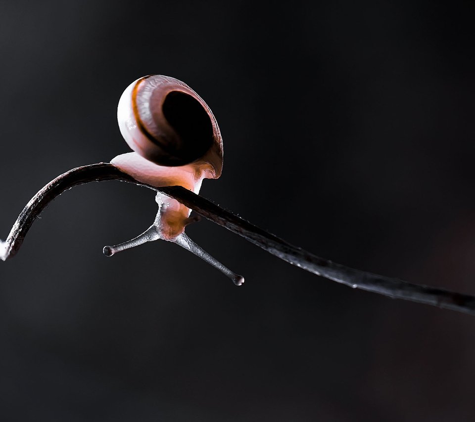 Обои свет, макро, черный фон, усики, стебель, лоза, улитка, витая, light, macro, black background, antennae, stem, vine, snail, twisted разрешение 2048x1366 Загрузить