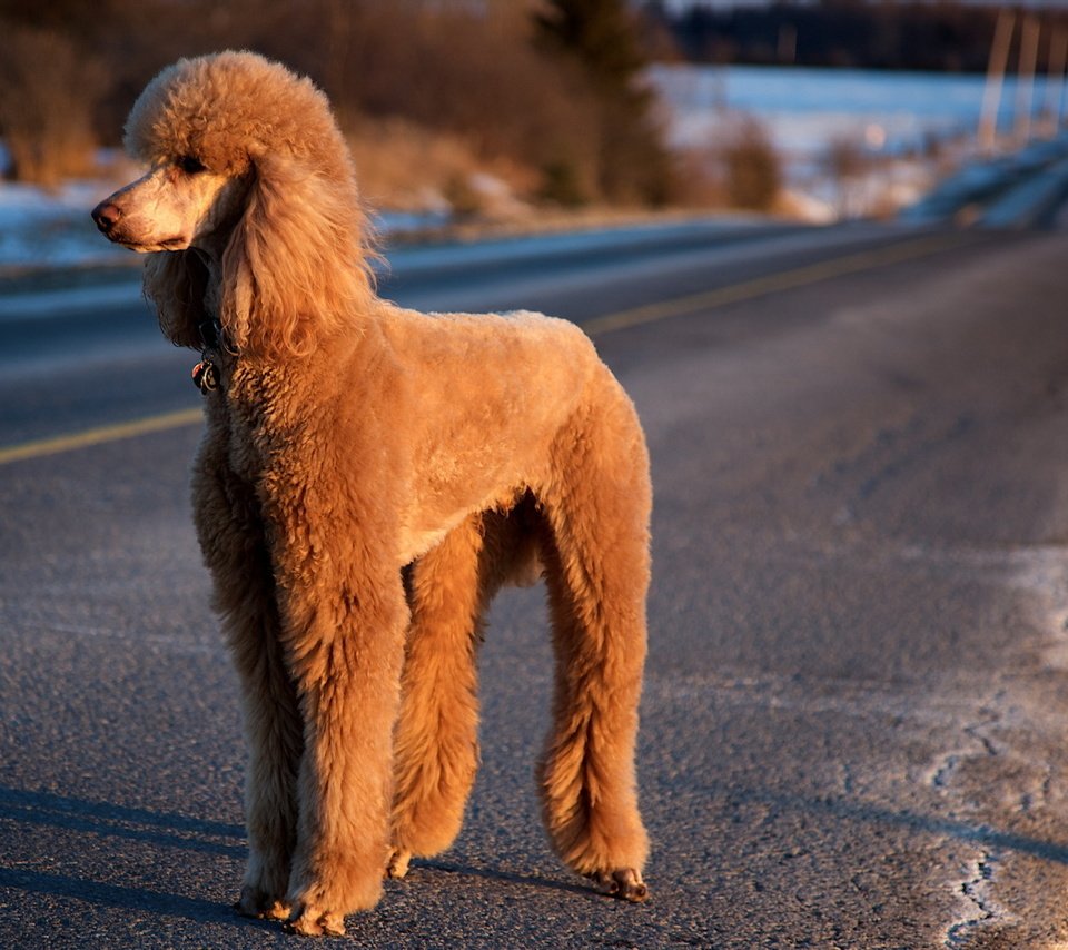 Обои дорога, собака, пудель, road, dog, poodle разрешение 1920x1200 Загрузить