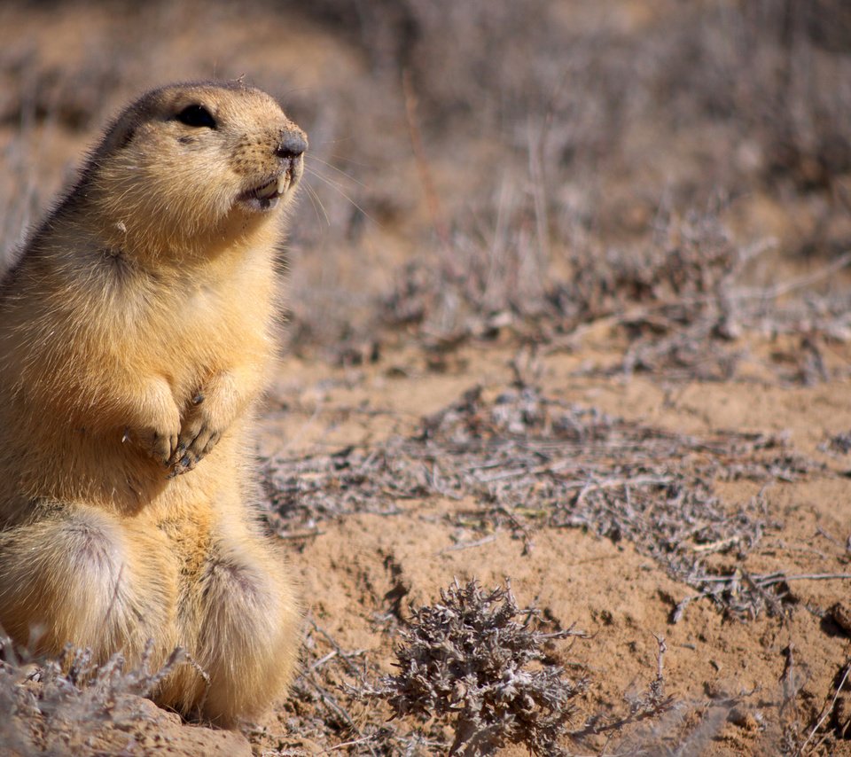 Обои животные, взгляд, стойка, грызун, суслик, глина, суслики, animals, look, stand, rodent, gopher, clay, gophers разрешение 1920x1200 Загрузить