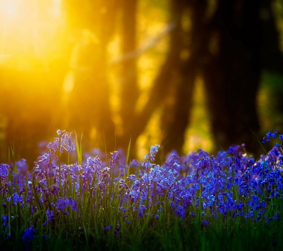 Обои свет, цветы, трава, солнце, природа, размытость, light, flowers, grass, the sun, nature, blur разрешение 1920x1280 Загрузить
