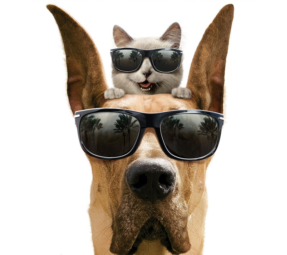 Обои улыбка, кот, очки, собака, юмор, белый фон, дог, smile, cat, glasses, dog, humor, white background разрешение 1920x1200 Загрузить