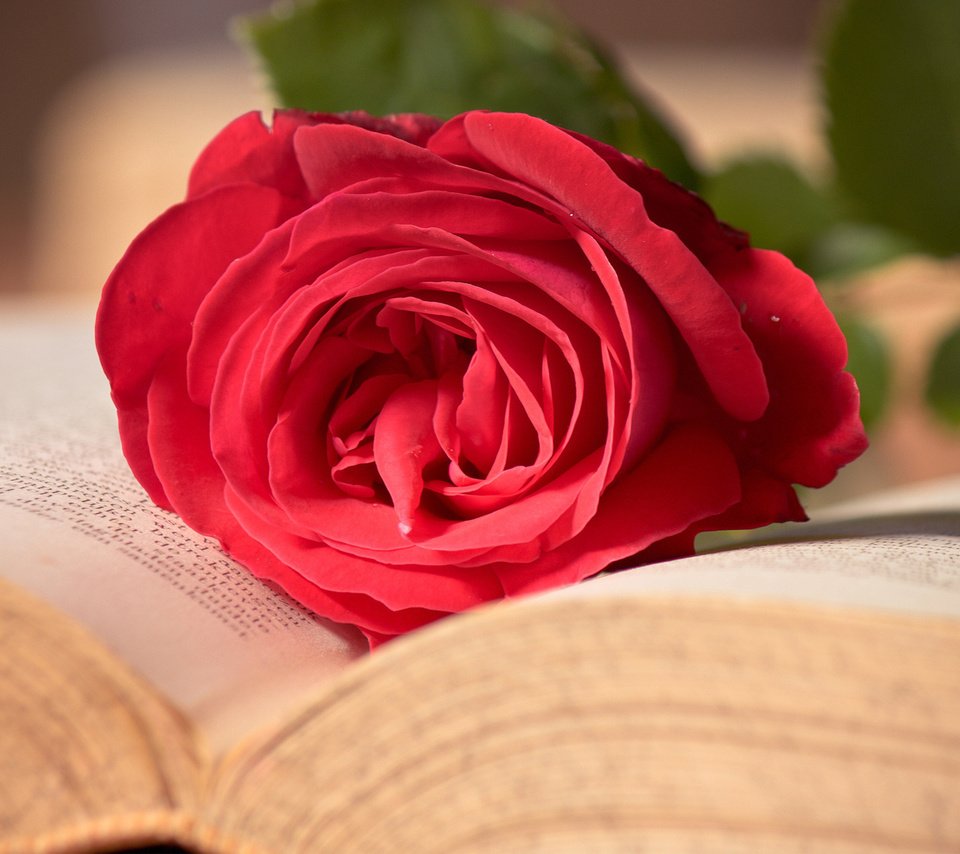 Обои макро, цветок, роза, красная, книга, macro, flower, rose, red, book разрешение 1920x1200 Загрузить