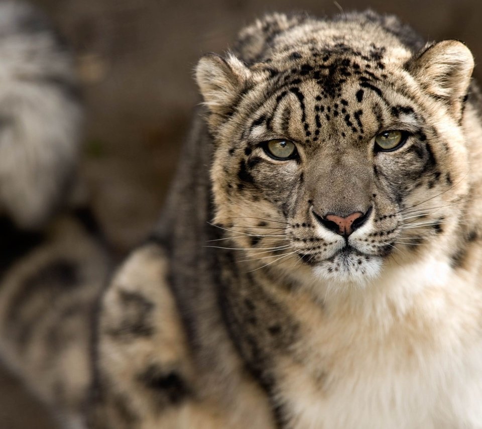 Обои морда, взгляд, хищник, снежный барс, ирбис, снежный леопард, face, look, predator, snow leopard, irbis разрешение 2560x1600 Загрузить