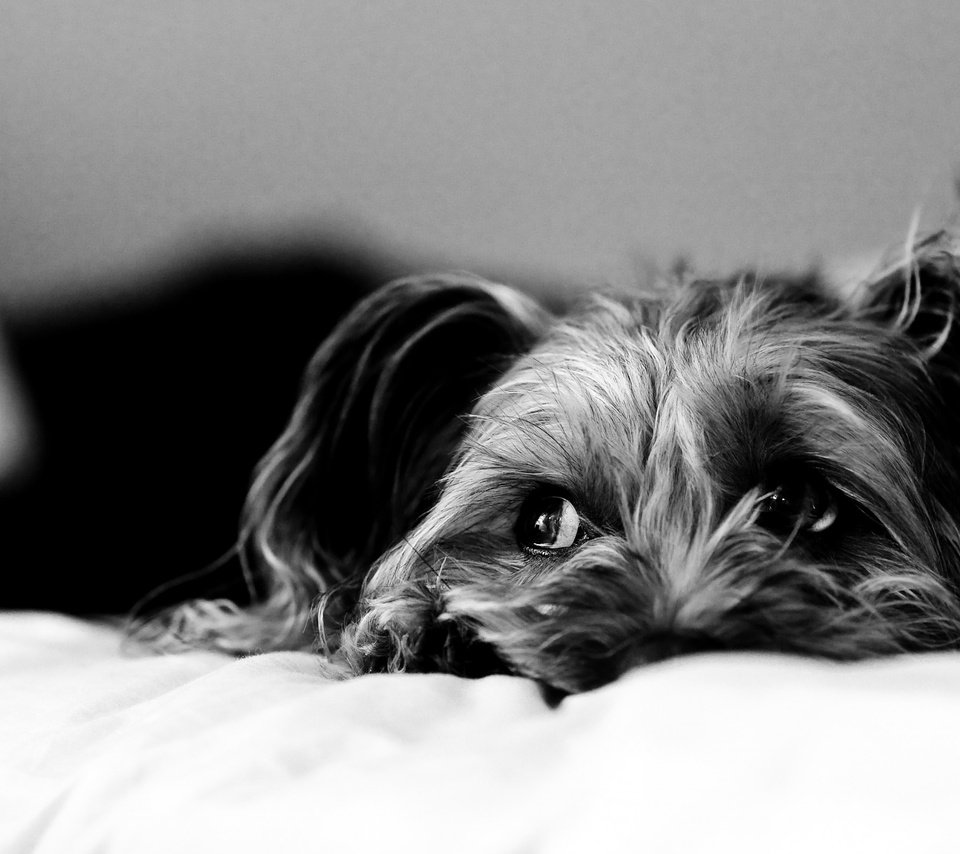 Обои грусть, взгляд, чёрно-белое, собака, постель, йоркширский терьер, sadness, look, black and white, dog, bed, yorkshire terrier разрешение 2560x1600 Загрузить