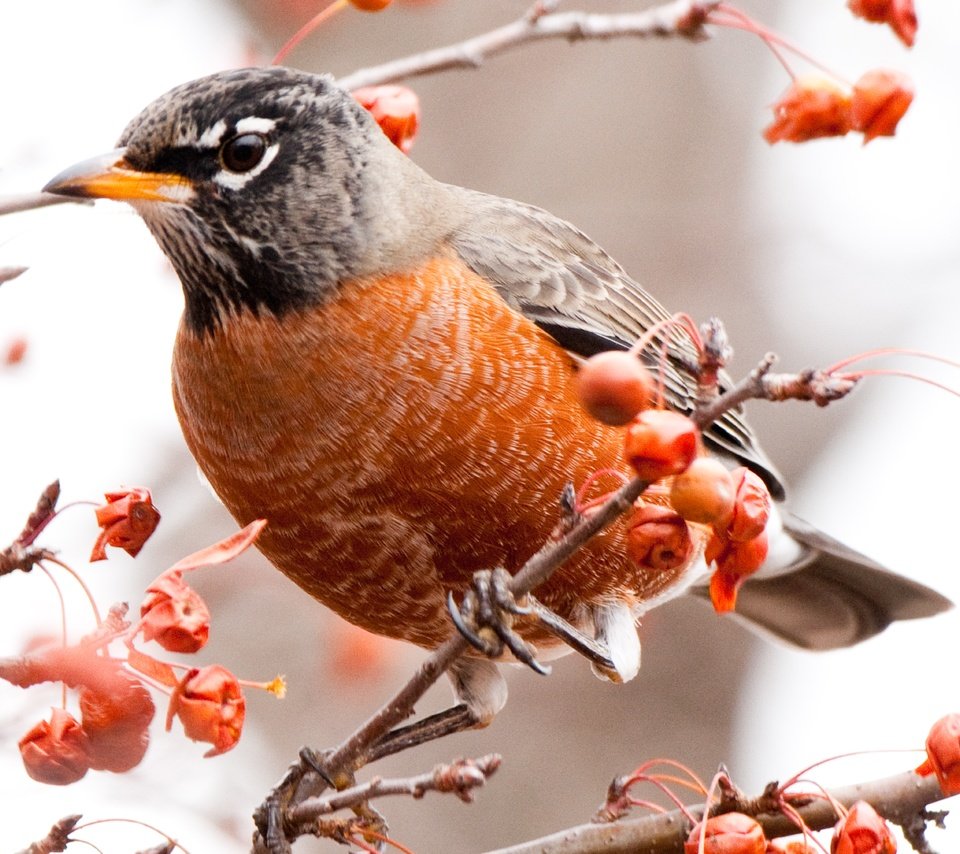 Обои ветки, птица, ягоды, дрозд, american robin, branches, bird, berries, thrush разрешение 8000x4500 Загрузить